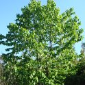 Davidia involucrata